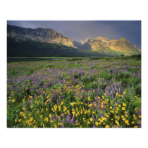 Prairie wildflowers fill meadow near Lake