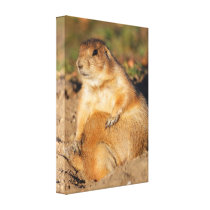 Prairied Dog is Full Canvas Print