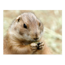 Prairiedog Postcard