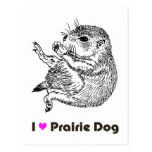 prairiedog sketch (sketch of prairie dog) post card