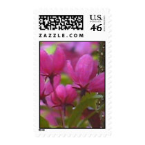 Prairiefire Crabapple blossom stars postage