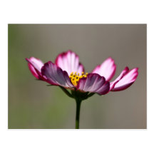 Praise Him Flower Postcard