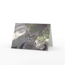 Prancer blank greeting cards