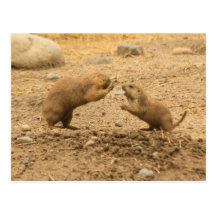 Prarie Dogs Give Me Some Skin Post Card