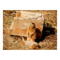 Prarie Dogs posters by almedic104 Prarie Dogs posters