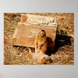 Prarie Dogs Print