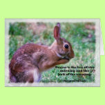 Praying Bunny cards