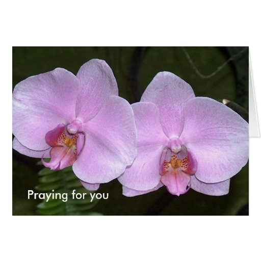 Praying for you greeting card | Zazzle