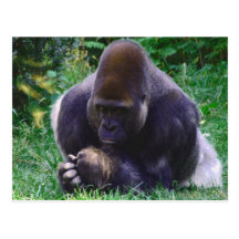 Praying Gorilla Post Card