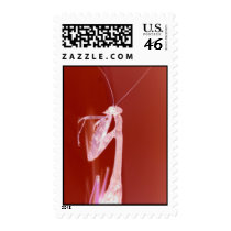 Praying Mantis 2 postage
