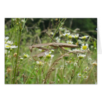 Praying Mantis 5174 cards by boris01 Praying Mantis 5174 cards