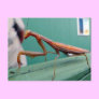 Praying Mantis & ant Postcard