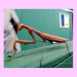 Praying Mantis & ant