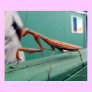 Praying Mantis & ant Print