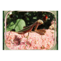 Praying Mantis ~ ATC Business Card