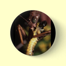 praying mantis buttons