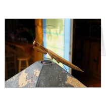 Praying Mantis cards by TominPok Praying Mantis cards