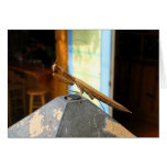 Praying Mantis cards