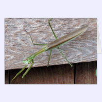 Praying Mantis cards