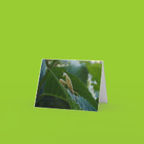 Praying Mantis Card cards