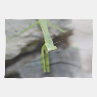 Praying Mantis