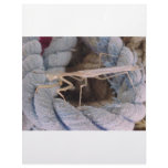 Praying Mantis Happy christmas Letterhead