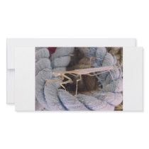 Praying Mantis Happy christmas Personalized Photo Card