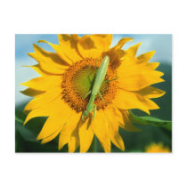 Praying Mantis in a Sunflower postcards by PhotoDigital Praying Mantis in a Sunflower postcards