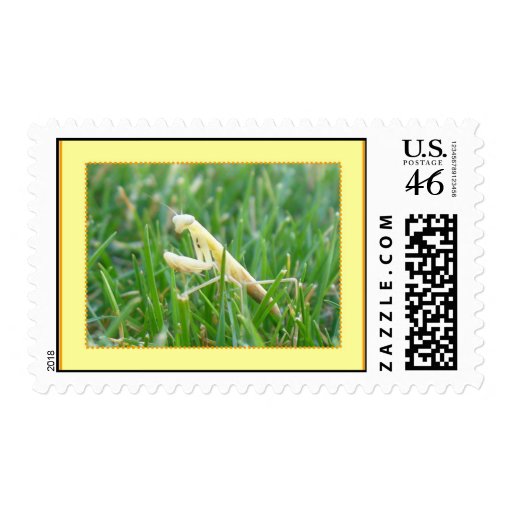 Praying Mantis in grass postage