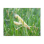 Praying Mantis in Grass Postcard