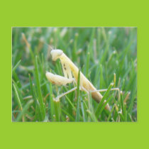 Praying Mantis in Grass Postcard