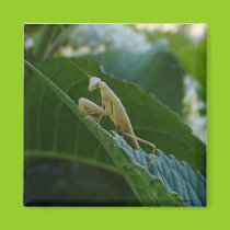 Praying Mantis Magnet magnets