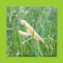 Praying Mantis Magnet