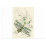 Praying Mantis, Mantis Religiosa Post Cards
