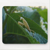 Praying Mantis Mousepad mousepads