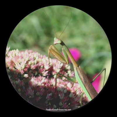 Praying Mantis Nature Photo Sticker Label by SmilinEyesTreasures
