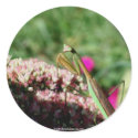 Praying Mantis Nature Photo Sticker Label sticker