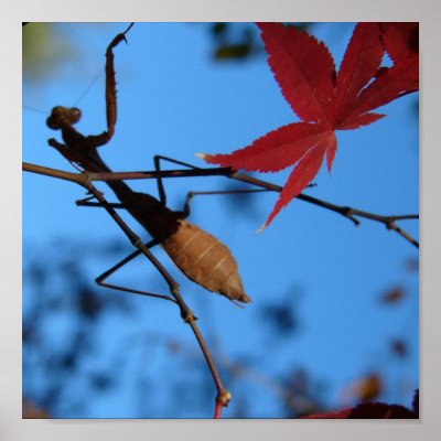 Japanese Praying Mantis