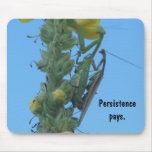 Praying Mantis Pair on Clary Sage Plant mousepads