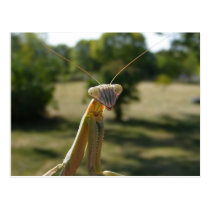 Praying Mantis postcards