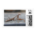 Praying Mantis Postage