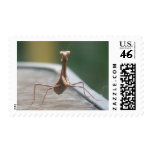 Praying Mantis Postage