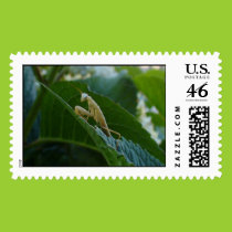 Praying Mantis Postage Stamp