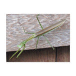Praying Mantis Post Cards