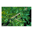Praying Mantis posters