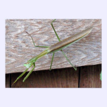 Praying Mantis posters