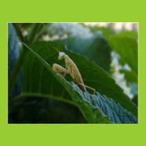 Praying Mantis Poster posters