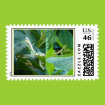 Praying Mantis Trio  Postage Stamp