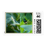 Praying Mantis Trio  Postage Stamp