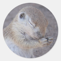 Praying Squirrel Sticker